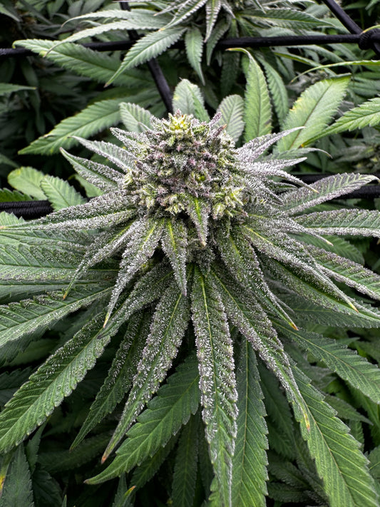 Grandaddy Purp Feminized Seeds