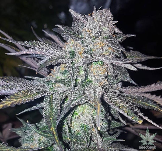 White Widow Feminized Seeds