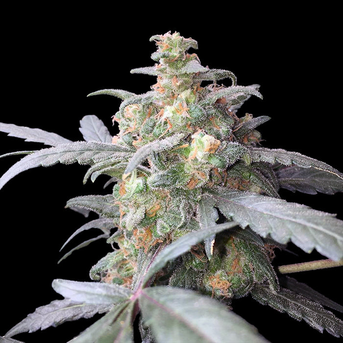 Green Crack Feminized Seeds