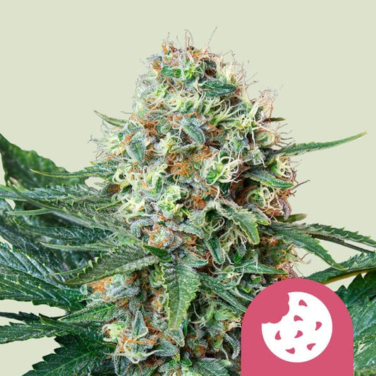 Girls Scout Cookies Feminized Seeds