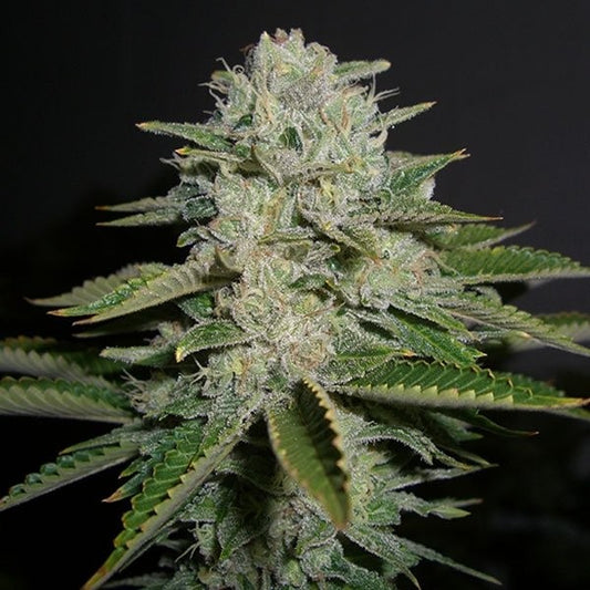 Sour Diesel Feminized Seeds